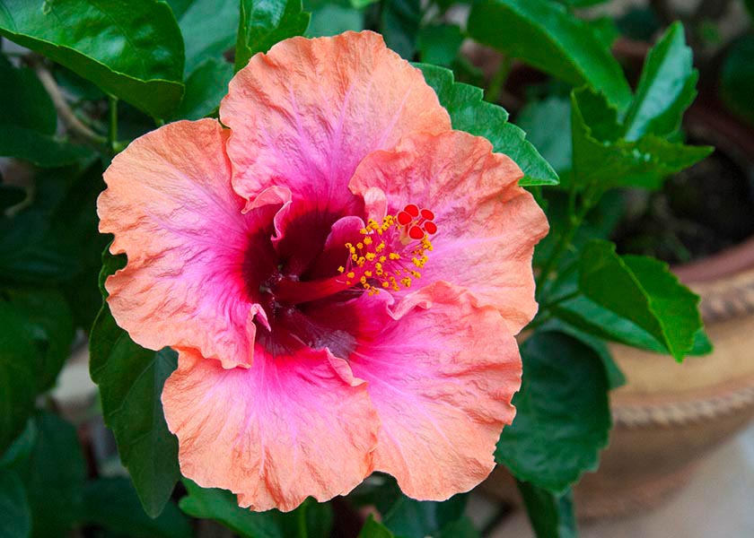 Erin Rachel Hibiscus